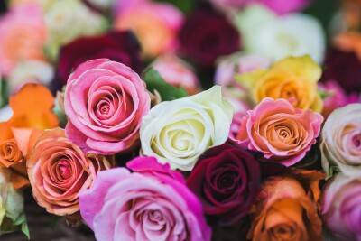 AgroLingua | De juiste rozen voor Valentijnsdag: Elke kleur heeft zijn eigen boodschap